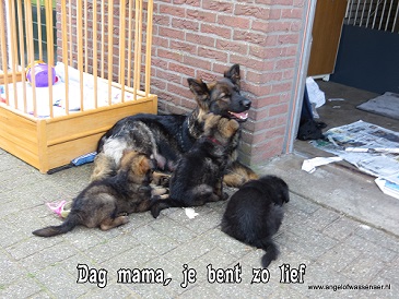 Mama Djessie met haar pups